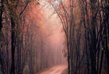 曾经预测全红婵“可能什么都不是”,周继红如今“下课”了.